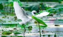 白鹭夺宝爆料视频在线观看,独家爆料视频带你一探究竟