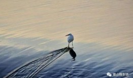 白鹭夺宝爆料视频在线观看,独家爆料视频带你一探究竟