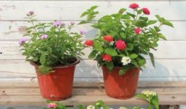 何家四房爆料视频大全最新,最新爆料视频大盘点