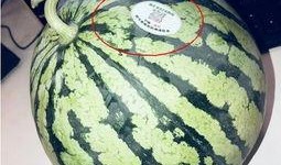 抱枕网红吃瓜,一场视觉与味蕾的盛宴