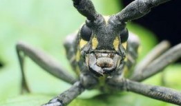 天牛哥爆料完整视频,完整视频揭秘事件真相