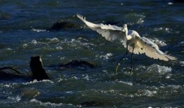 白鹭夺宝爆料视频在线观看,独家爆料视频带你一探究竟