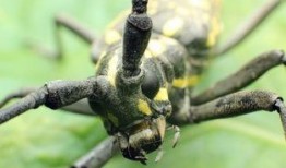 天牛哥爆料完整视频,完整视频揭秘事件真相