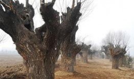 西安湿地公园爆料视频,自然美景引网友热议