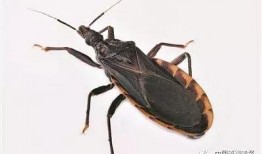 昆虫五周年爆料视频大全,回顾经典瞬间，展望未来辉煌