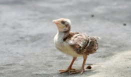 网红吃瓜小霖霖是谁啊,网络红人的崛起之路