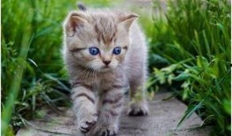 娱乐吃瓜酱貓咪,揭秘娱乐圈那些不为人知的幕后故事