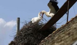 鹳鸟踟蹰 在线观看,探寻生命旅程的深情演绎