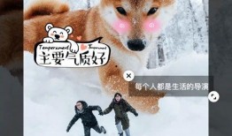 鸭王手机视频在线观看,畅享在线娱乐新体验