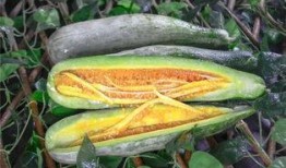 抱枕网红吃瓜,一场视觉与味蕾的盛宴