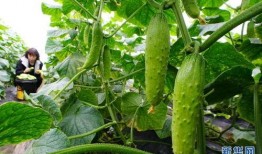 济南小网红吃瓜事件,揭秘网络舆论的风暴与真相