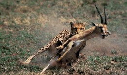 动物世界在线免费观看,免费畅享动物世界精彩瞬间