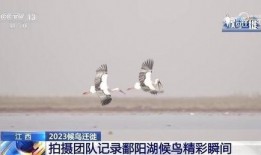 鹳鸟踟蹰 在线观看,探寻生命旅程的深情演绎