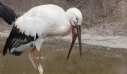 鹳鸟踟蹰 在线观看,探寻生命旅程的深情演绎