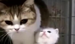 娱乐吃瓜酱猫妈妈,揭秘娱乐圈背后的温馨故事