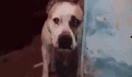 烂脸比特爆料视频大全最新,揭秘娱乐圈幕后真相