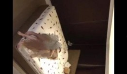 姐夫门最新爆料,揭秘娱乐圈背后的惊人真相